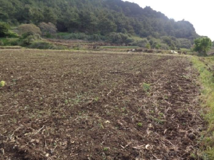 제주특별자치도 서귀포시 안덕면 사계리 3109 외 3필지 전 경매 사진 3