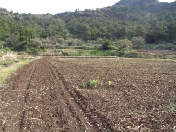 제주특별자치도 서귀포시 안덕면 사계리 3109 외 3필지 전 경매 사진 4