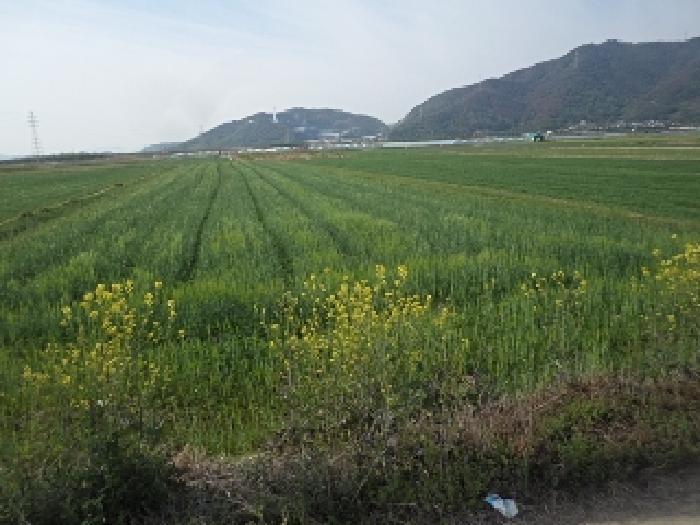 경상남도 밀양시 상남면 연금리 2216 답 경매 사진 13