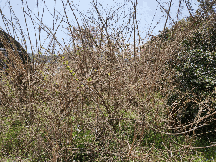 전라남도 영암군 삼호읍 산호리 1353-1 전 경매 사진 4