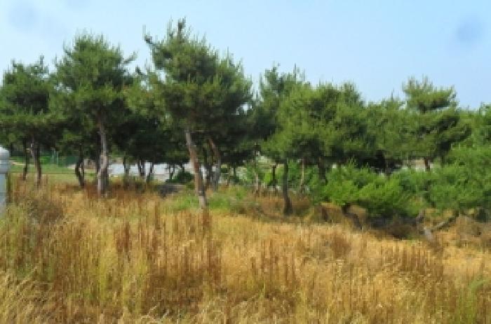 전북특별자치도 고창군 대산면 중산리 614-1 전 경매 사진 11