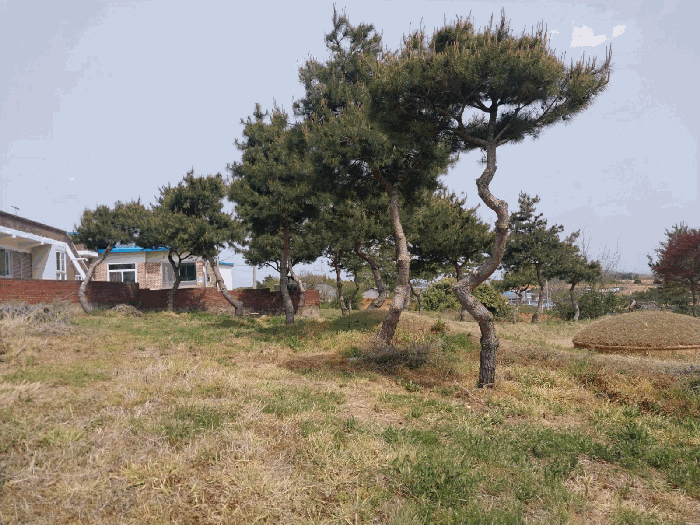 전북특별자치도 고창군 대산면 중산리 614-1 전 경매 사진 13