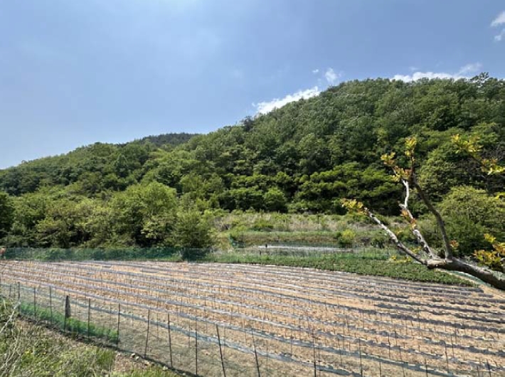 경상북도 영덕군 달산면 흥기리 278-2 전 경매 사진 16