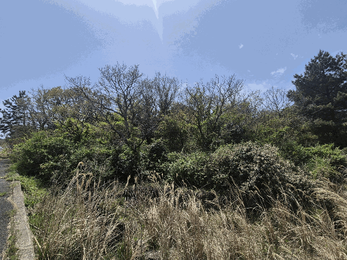 제주특별자치도 제주시 구좌읍 월정리 산29-5 외 4필지 도로 경매 사진 14