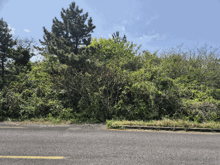 제주특별자치도 제주시 구좌읍 월정리 산29-5 외 4필지 도로 경매 사진 25