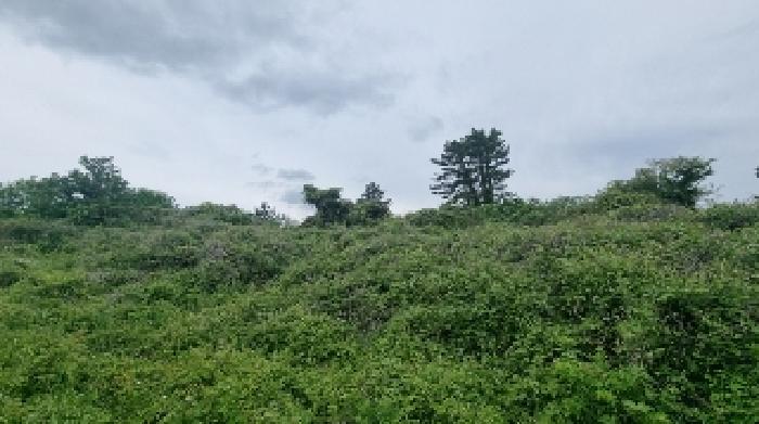 제주특별자치도 제주시 구좌읍 월정리 산29-5 외 4필지 도로 경매 사진 7