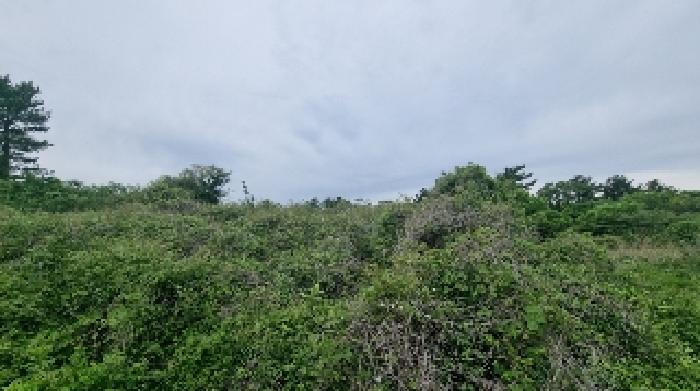 제주특별자치도 제주시 구좌읍 월정리 산29-5 외 4필지 도로 경매 사진 8