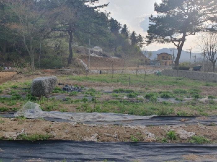 경기도 가평군 조종면 대보리 421-4 외 3필지 단독주택 경매 사진 11