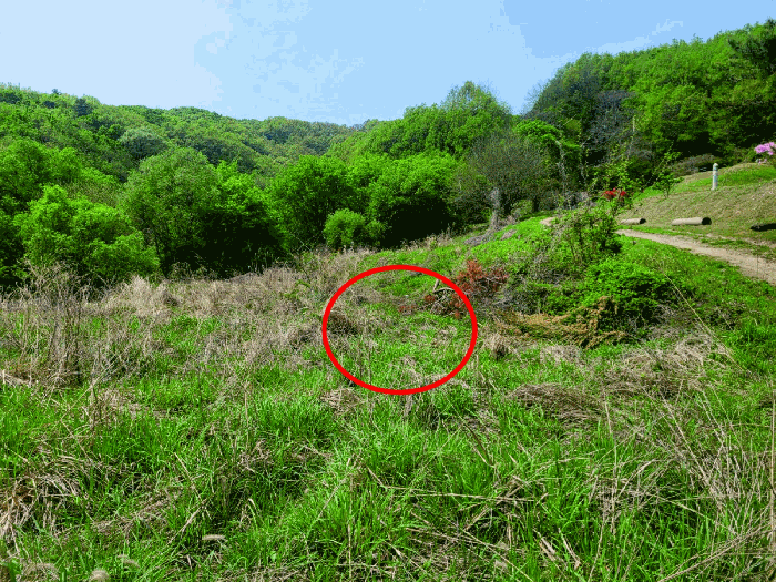 충청남도 천안시 동남구 광덕면 신덕리 226-1 외 2필지 답 경매 사진 22