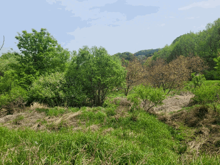 충청남도 천안시 동남구 광덕면 신덕리 226-1 외 2필지 답 경매 사진 24