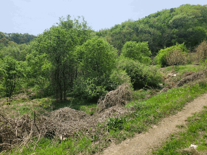 충청남도 천안시 동남구 광덕면 신덕리 226-1 외 2필지 답 경매 사진 37