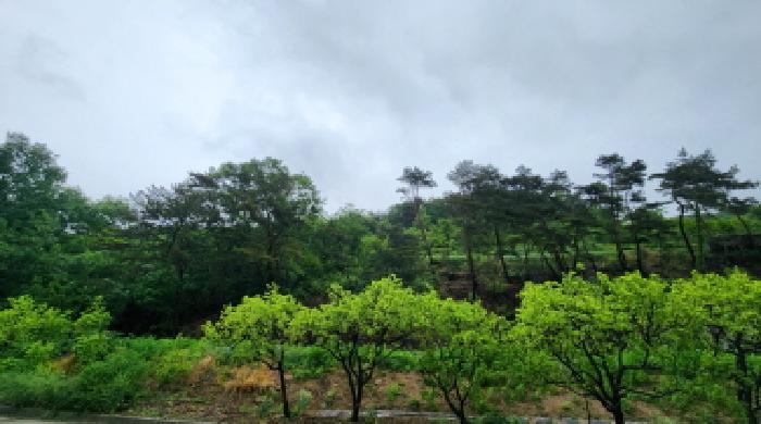 경상남도 양산시 원동면 서룡리 산120-8 외 4필지 임야 경매 사진 5