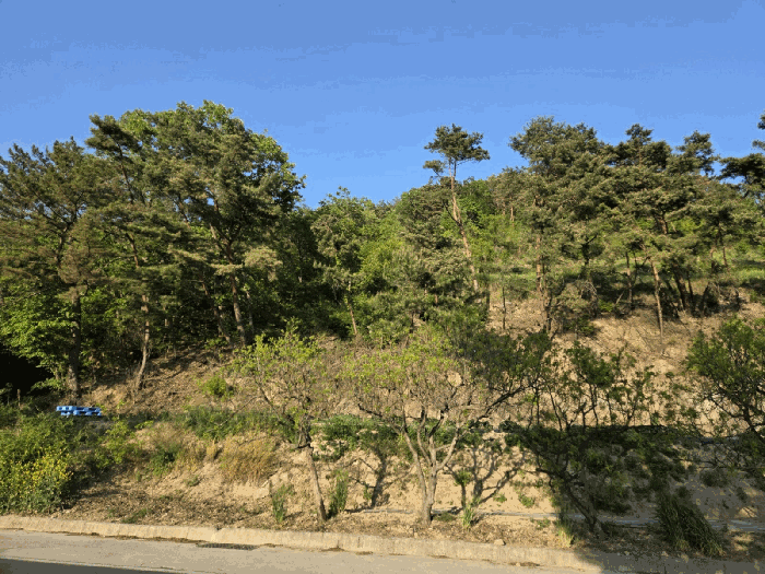 경상남도 양산시 원동면 서룡리 산120-8 외 4필지 임야 경매 사진 10