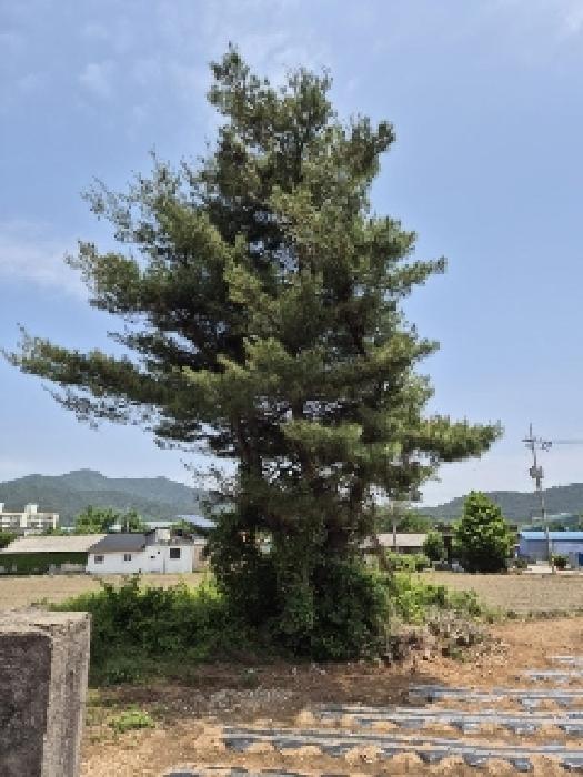전라남도 나주시 다시면 동곡리 34 대지 경매 사진 13