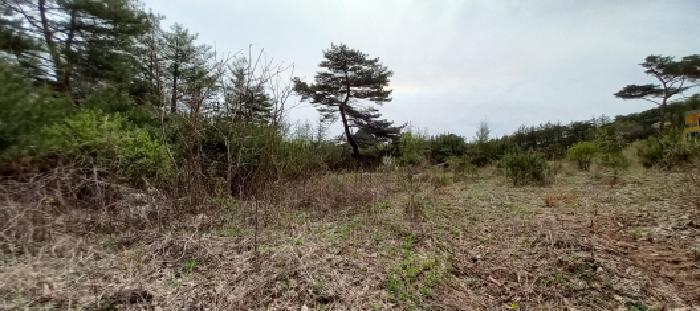 경기도 포천시 영북면 산정리 291-2 외 1필지 답 경매 사진 11