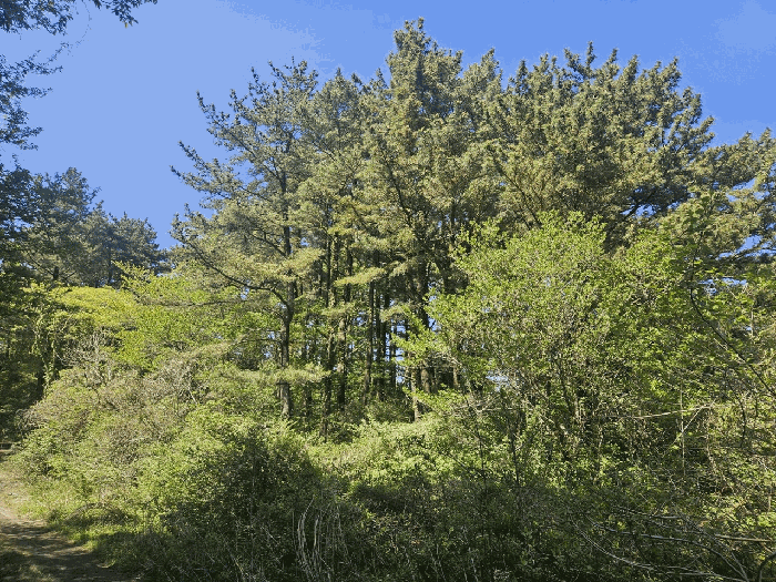 제주특별자치도 제주시 애월읍 소길리 산253-5 임야 경매 사진 20
