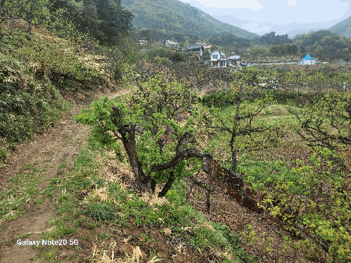 경상북도 청도군 매전면 금곡리 942 전 경매 사진 14