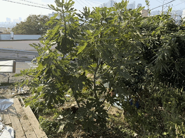 경상남도 김해시 지내동 413 전 경매 사진 17