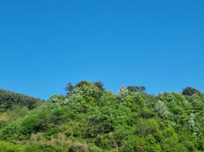 전라남도 광양시 진월면 신아리 산27 임야 경매 사진 27