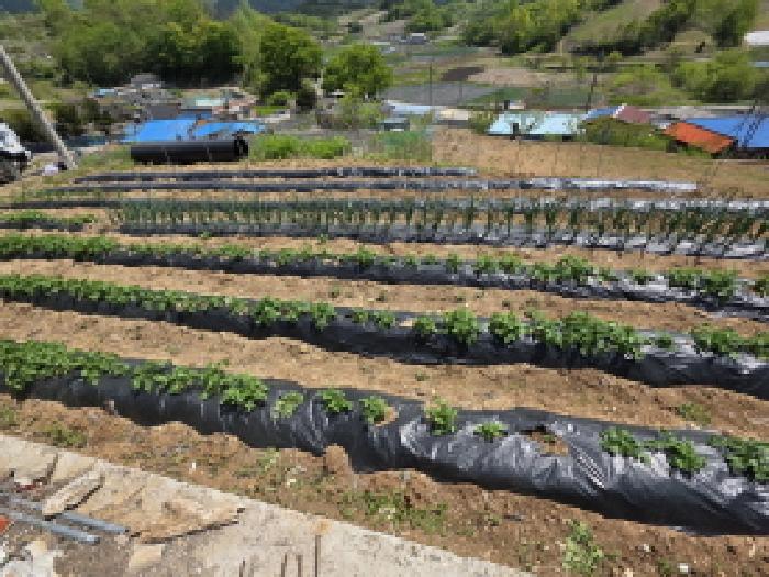 충청북도 제천시 수산면 수리 42 전답 경매 사진 5