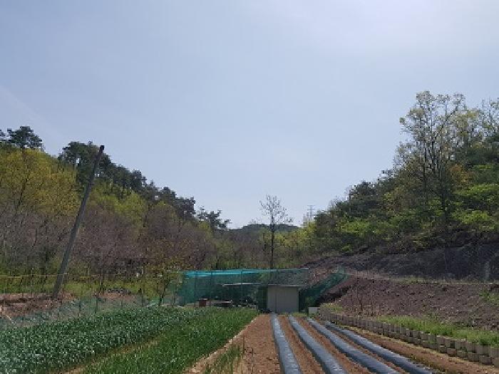 경상북도 의성군 의성읍 팔성리 산37-2 임야 경매 사진 26