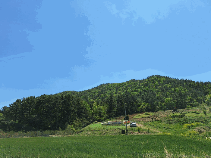 전라남도 장흥군 대덕읍 신리 산182-1 임야 경매 사진 11
