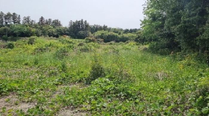 제주특별자치도 제주시 조천읍 대흘리 233-9 외 3필지 공장용지 경매 사진 5