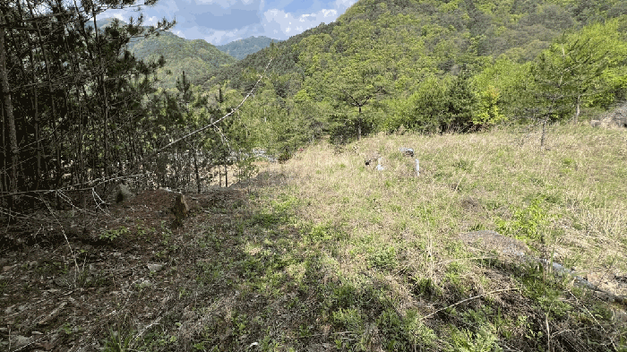 강원특별자치도 영월군 무릉도원면 법흥리 636 외 6필지 전 경매 사진 18