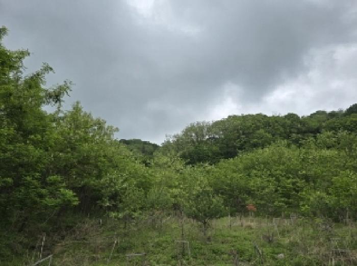 충청북도 청주시 상당구 남일면 송암리 산77-33 외 3필지 임야 경매 사진 1