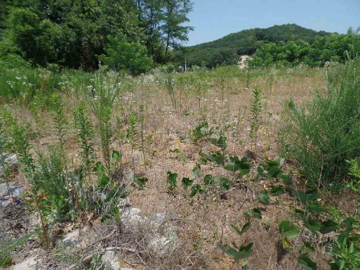 충청남도 논산시 은진면 시묘리 285 외 2필지 임야 경매 사진 4