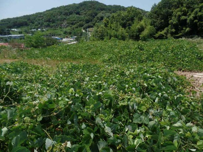 충청남도 논산시 은진면 시묘리 285 외 2필지 임야 경매 사진 5