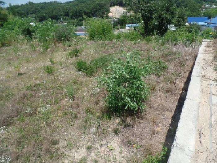 충청남도 논산시 은진면 시묘리 285 외 2필지 임야 경매 사진 7