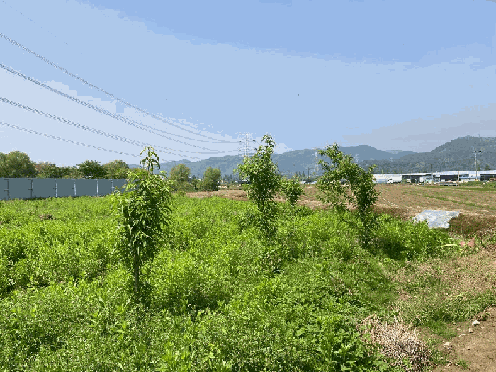 경상남도 함안군 군북면 월촌리 886-2 답 경매 사진 26