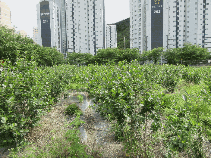 경상남도 통영시 광도면 안정리 1371-1 답 경매 사진 4
