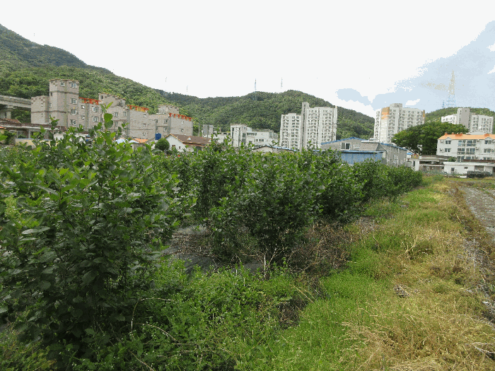 경상남도 통영시 광도면 안정리 1371-1 답 경매 사진 6