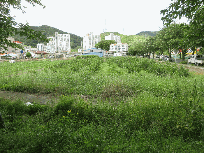 경상남도 통영시 광도면 안정리 1371-1 답 경매 사진 8