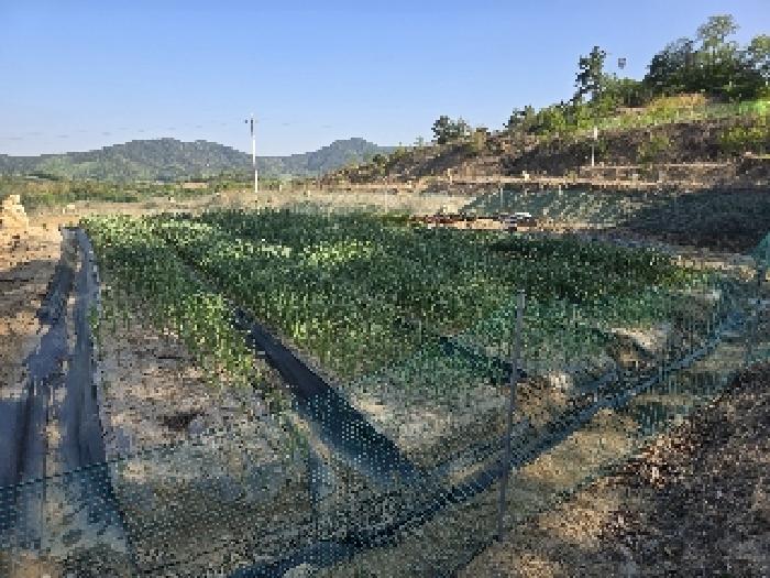 경상남도 함양군 함양읍 백연리 768-2 외 10필지 전 경매 사진 6