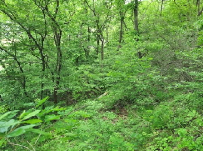 대전광역시 대덕구 와동 69-12 외 3필지 임야 경매 사진 13