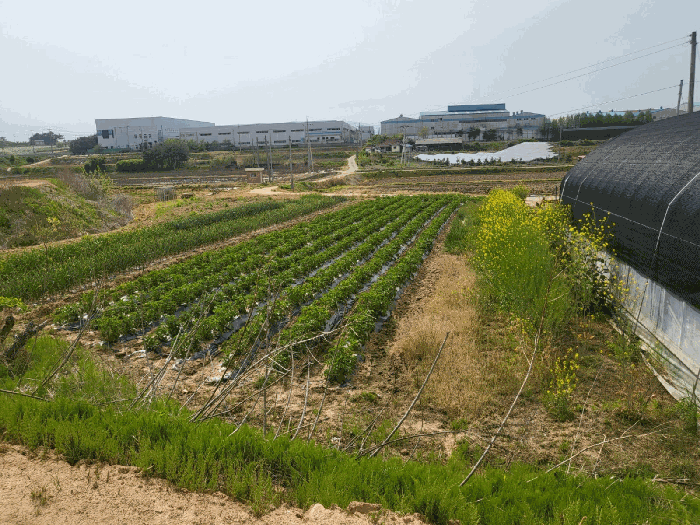 충청남도 예산군 삽교읍 방아리 118 외 1필지 전 경매 사진 6