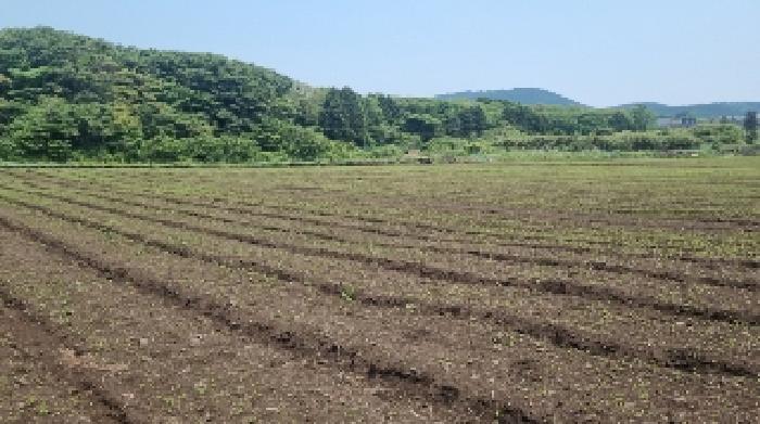 제주특별자치도 제주시 조천읍 선흘리 1823 외 2필지 전 경매 사진 3
