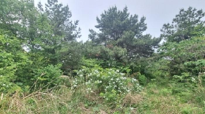 제주특별자치도 제주시 구좌읍 세화리 3597 임야 경매 사진 15