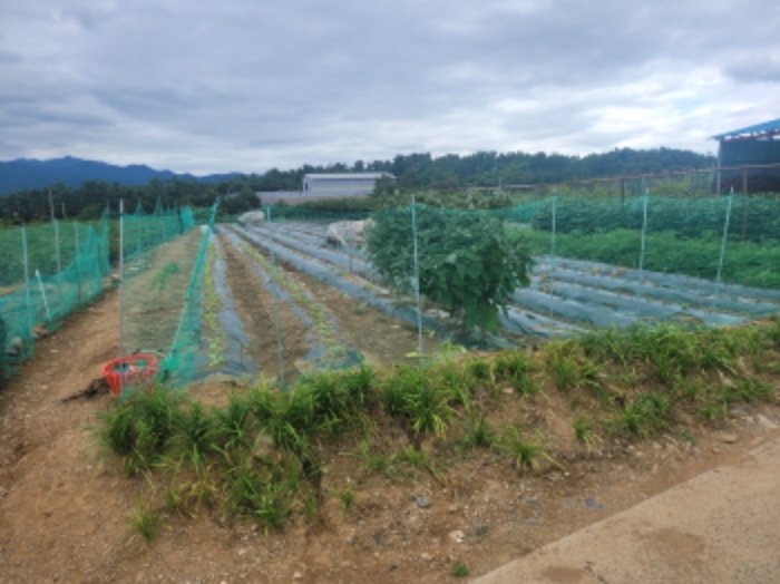 경상북도 영천시 화산면 대안리 990-4 외 1필지 전 경매 사진 1