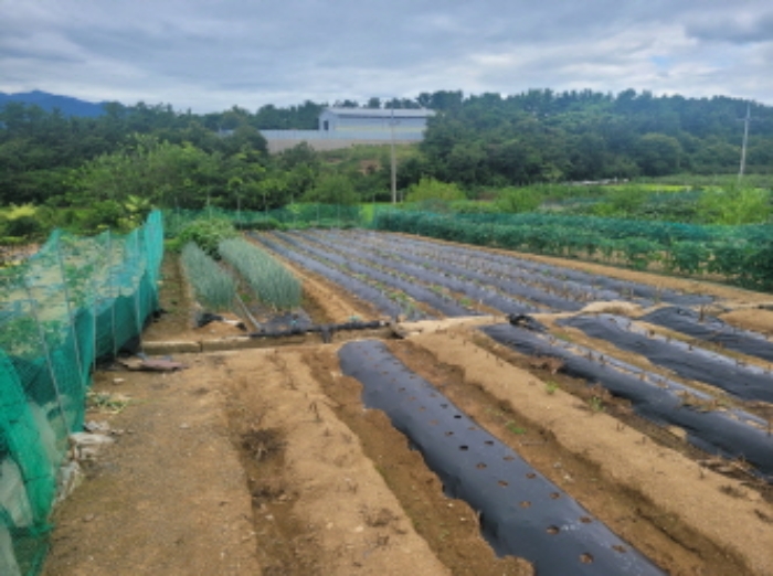 경상북도 영천시 화산면 대안리 990-4 외 1필지 전 경매 사진 2