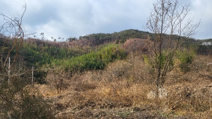 전라남도 담양군 용면 쌍태리 산137 외 1필지 임야 경매 사진 6