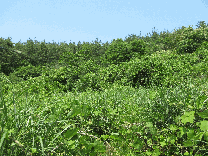 경상남도 고성군 삼산면 미룡리 482-1 외 1필지 전 경매 사진 26