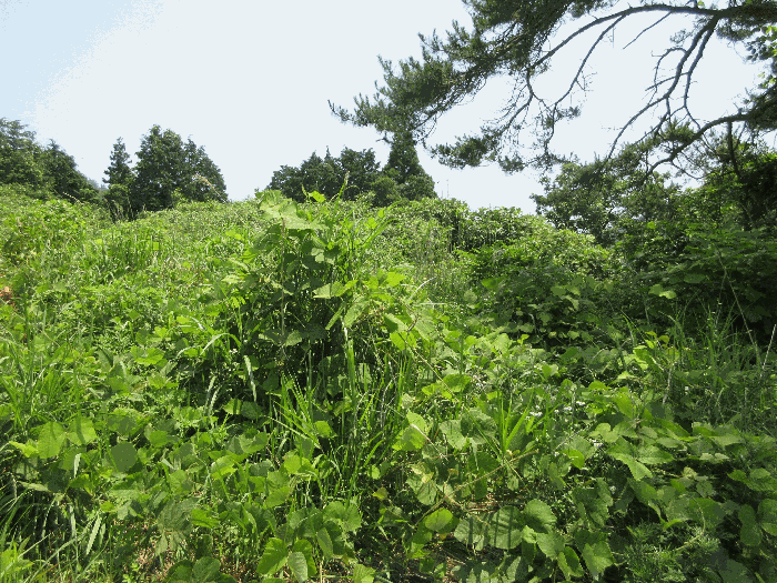 경상남도 고성군 삼산면 미룡리 482-1 외 1필지 전 경매 사진 30