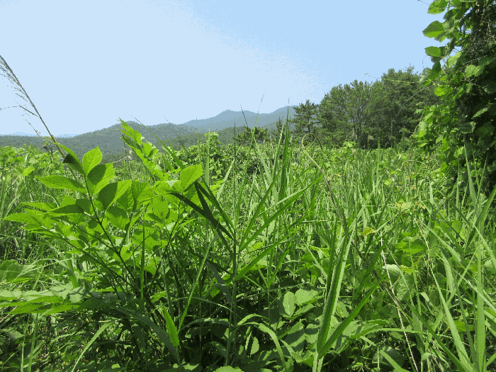 경상남도 고성군 삼산면 미룡리 482-1 외 1필지 전 경매 사진 35