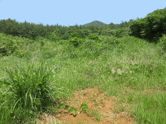 경상남도 고성군 삼산면 미룡리 482-1 외 1필지 전 경매 사진 42