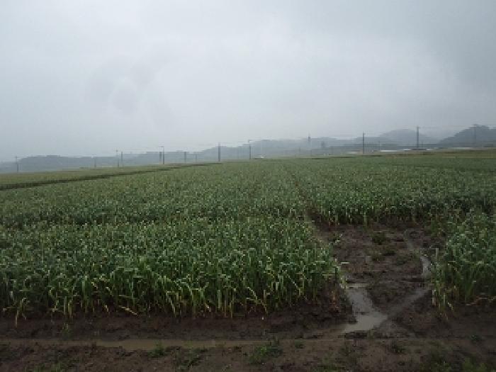 경상남도 창녕군 대지면 본초리 756 답 경매 사진 1