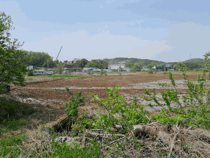충청남도 당진시 송악읍 월곡리 57-1 외 2필지 답 경매 사진 11